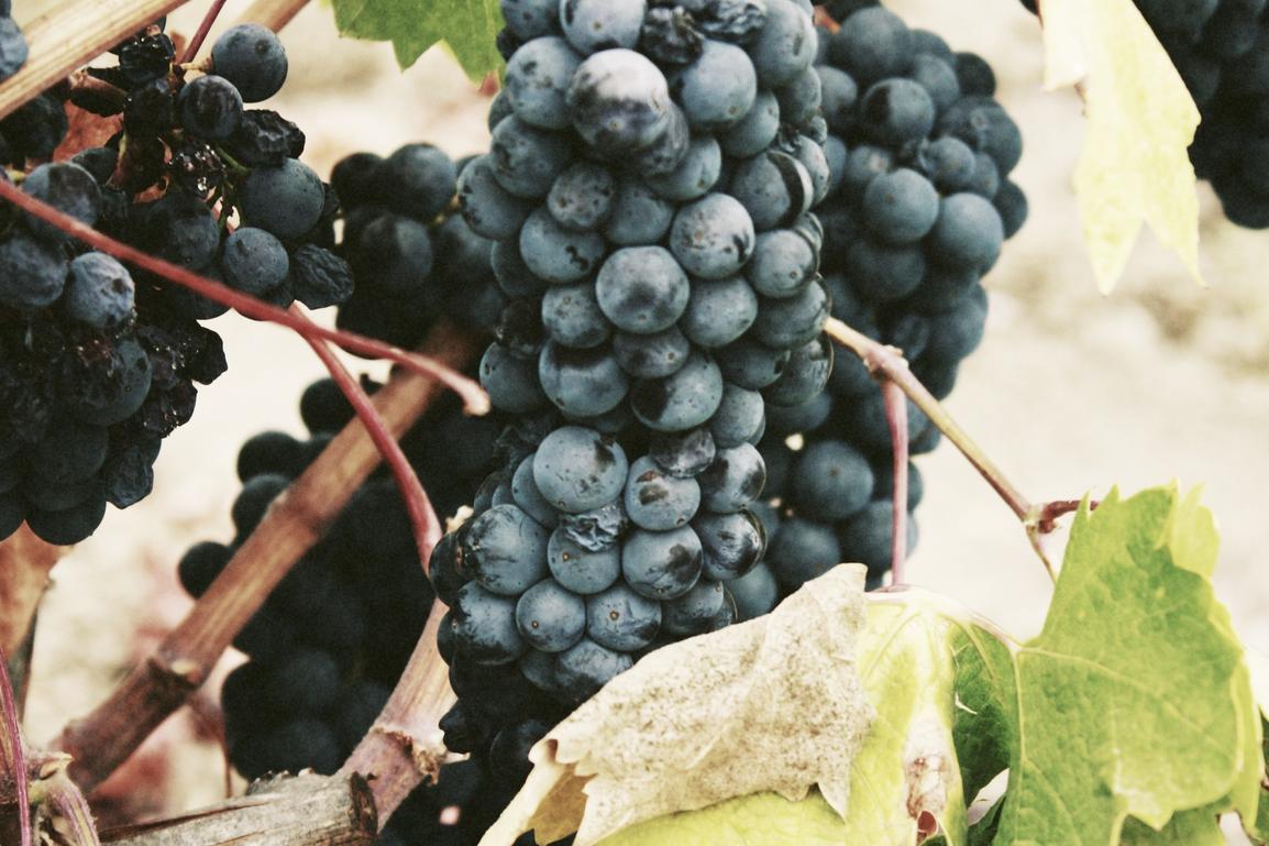 Voluptas consequatur vel qui nulla